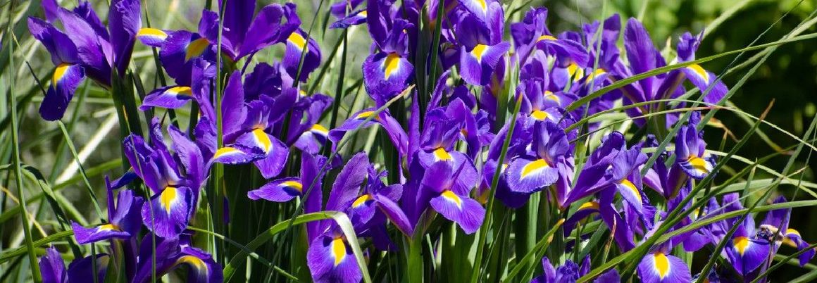 blühende Iris auf einer Wiese